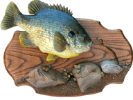 World record sunfish