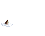 animation